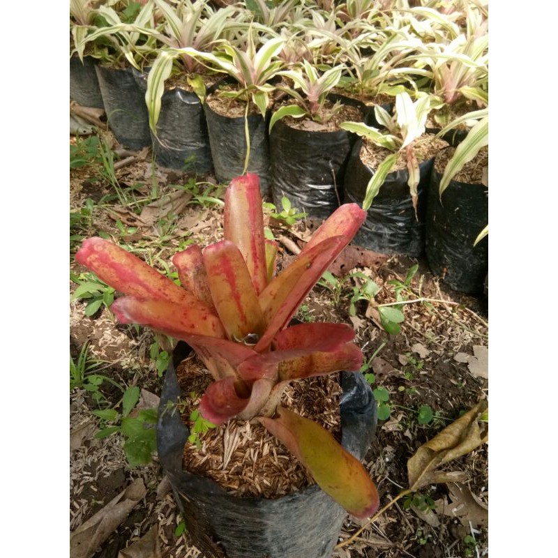 Tanaman hias bromelia mawar mawaran