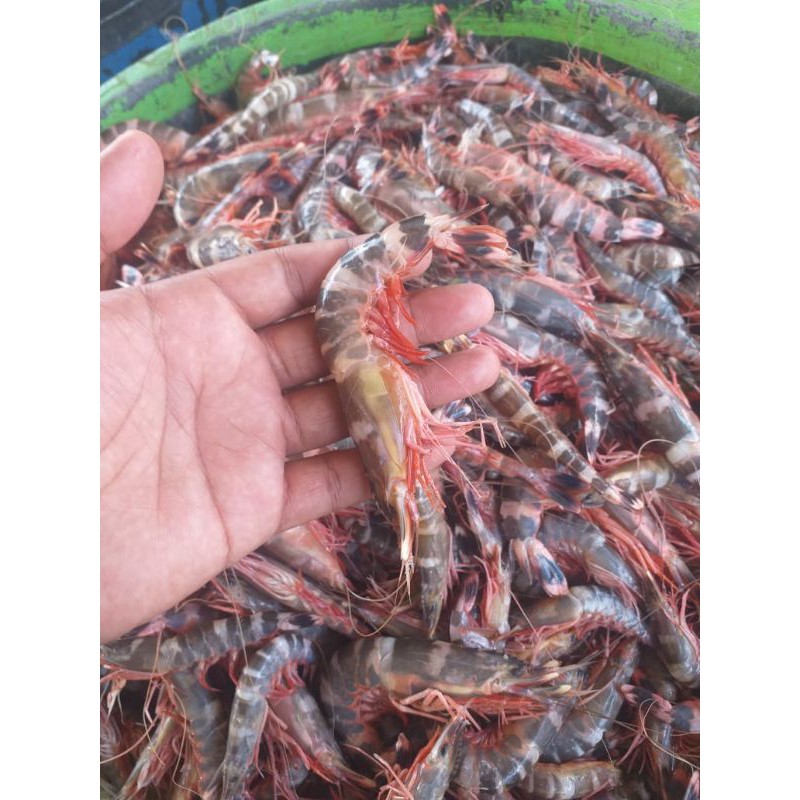 

Udang Windu Laut