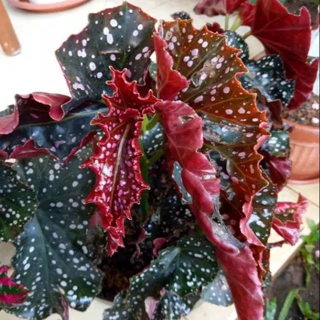 Tanaman hias begonia polkadot / tanaman pot gantung begonia / tanaman