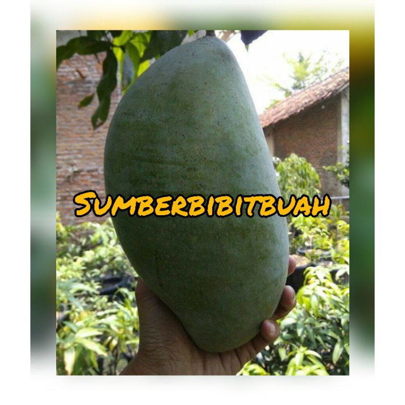 BIBIT MANGGA MAHATIR SUPER JUMBO