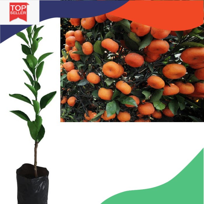 Bibit Tanaman Pohon Jeruk Santang Madu Bibit Jeruk Santang Madu Buah Jeruk Santang Madu