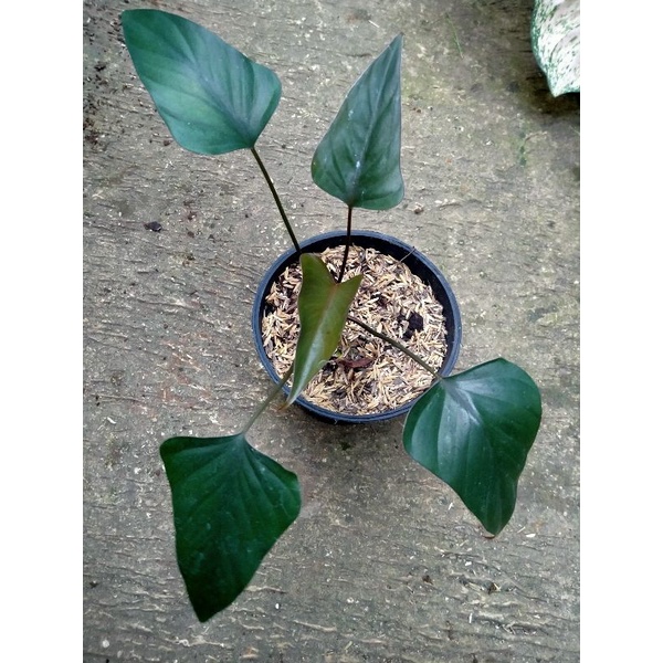 tanaman unik homalomena hitam homalomena black