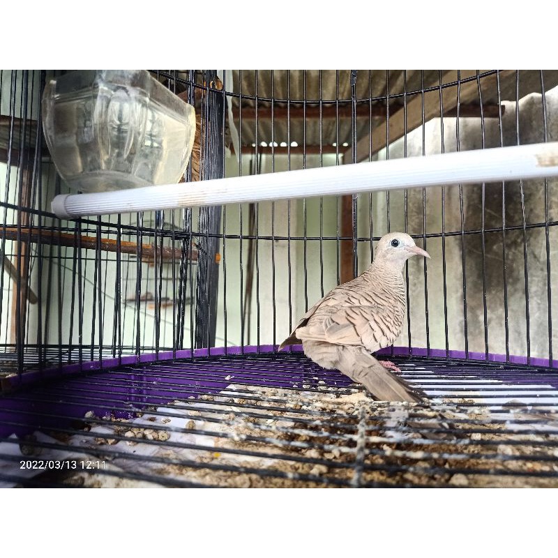 Perkutut Silver Anakan