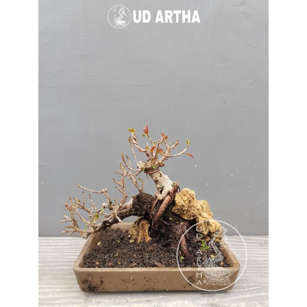 Bonsai Penjing Eprek Silver EP. 1