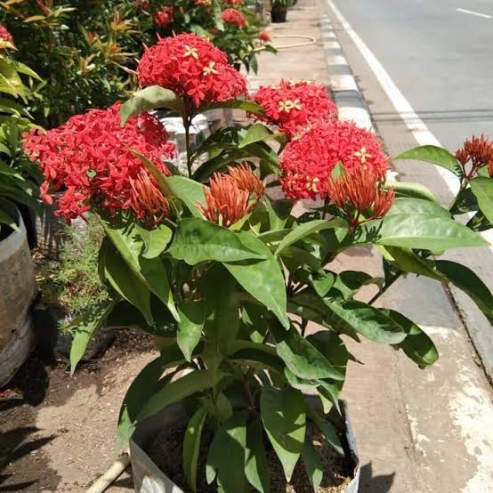 tanaman Asoka hola/Soko putih/kuning/pink/merah/orange dll L(besar)