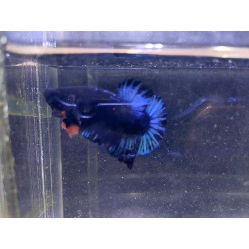 cupang male black series line avatar 49