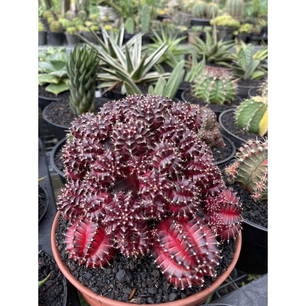 Gymno super red korea cluster