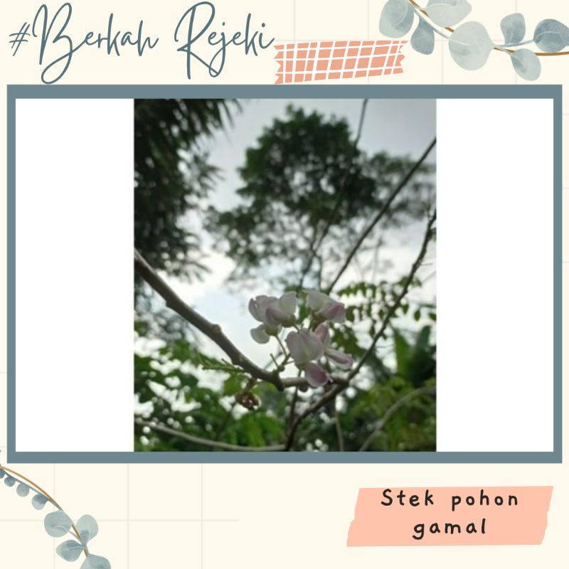 Bibit gamal reside/stek bibit gamal reside/glirisidia/pohon gamal