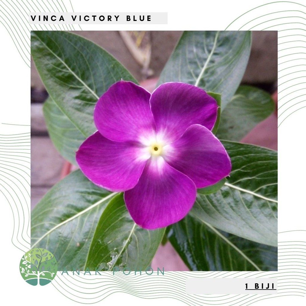 Benih Bibit Biji - Bunga Vinca Victory Blue Flower Seeds