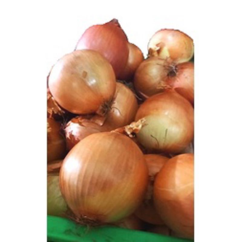 

Bawang Bombay 1 kg
