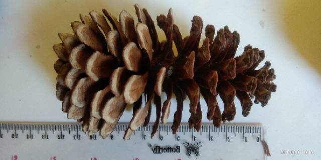 Bunga Pinus Kering Jumbo Mekar Pine Cones Rustic