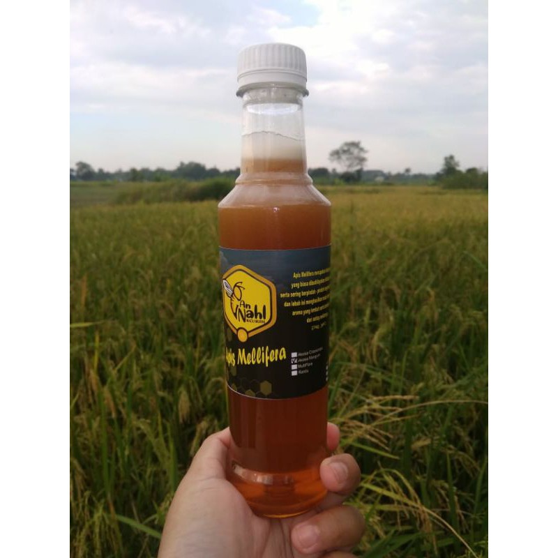 

Madu Akasia Mangium