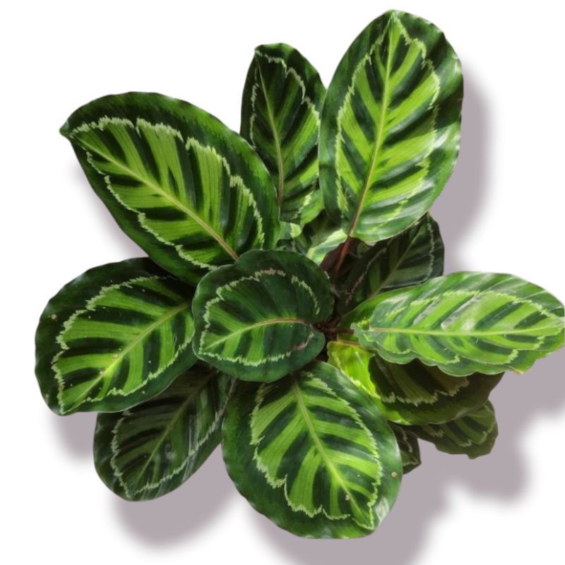 Calathea Linden Tanaman hias bunga Calathea Linden termurah best seller daun mulus / Calathea Linden