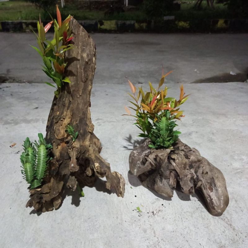 kayu#hiasan untuk decorasi bonsai,kaktus atau aquarium/_aquascape