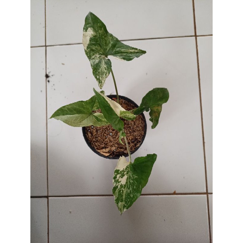 Tanaman hias syngonium varigata - syngonium varigata