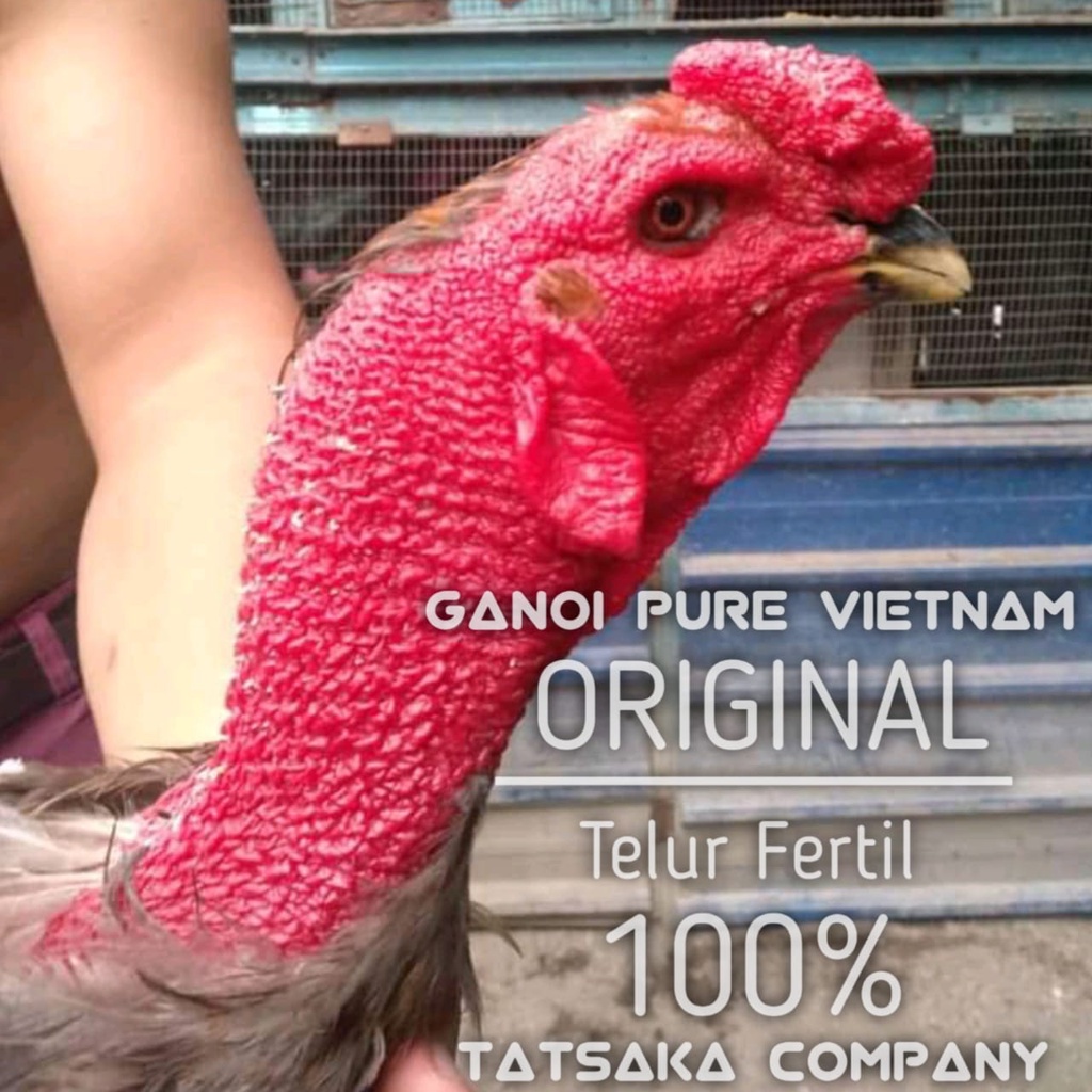 telur ayam bangkok ganoi vietnam super fertil tatsaka