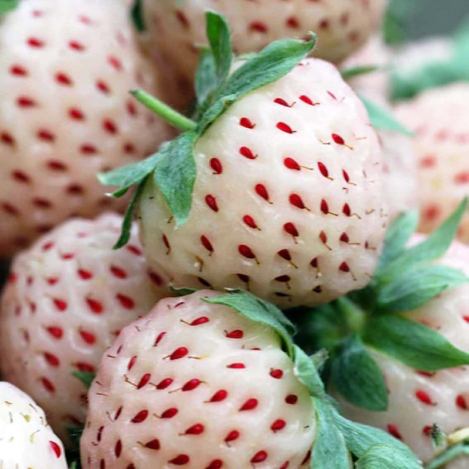 Benih Bibit Biji - Korean White Strawberry Stroberi Putih Korea Pineberry Seeds - IMPORT