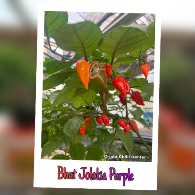 

Biji / Buah BHUT JOLOKIA PURPLE