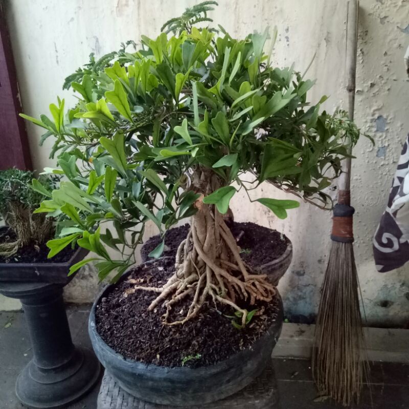 Bonsai Walisongo Butterfly