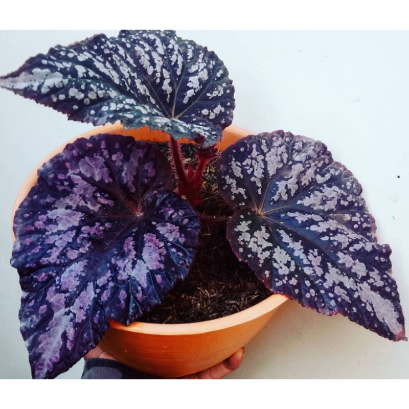 Begonia Rex ungu