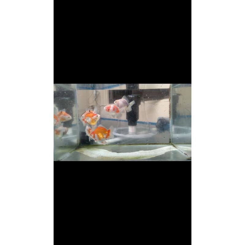 Oranda sakura dan ranchu buffalo