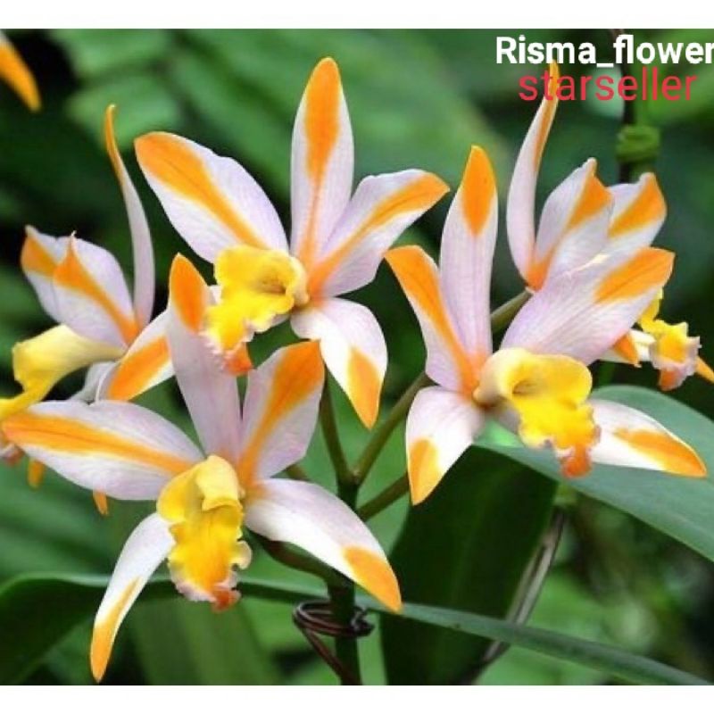 POHON ANGGREK TANAH KUNING PUTIH / TANAMAN HIAS ANGGREK TANAH