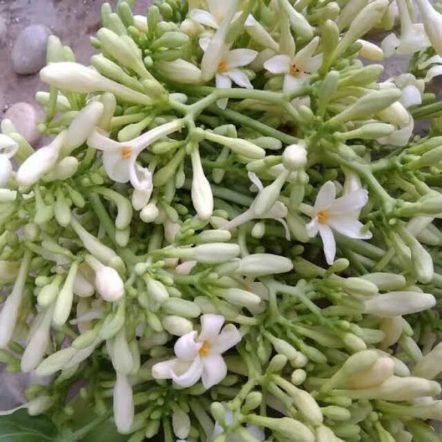 

Bunga pepaya (per pack per 100gr)