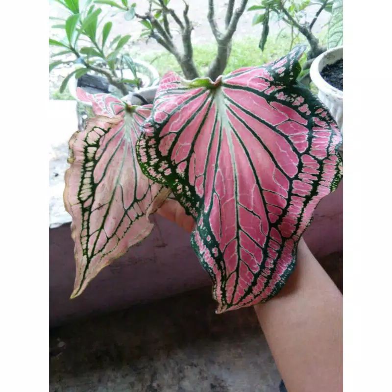 tanaman hias keladi wayang - akolasi pink rose - cladiyum wayang