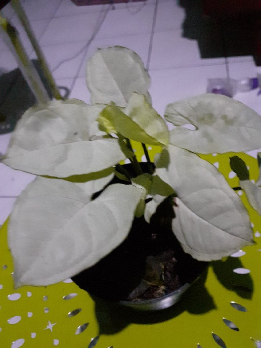 Tanaman Hias Syngonium Salju
