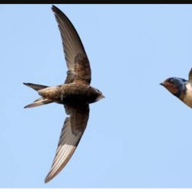 Suara panggil + inap walet akau 2014 100% original