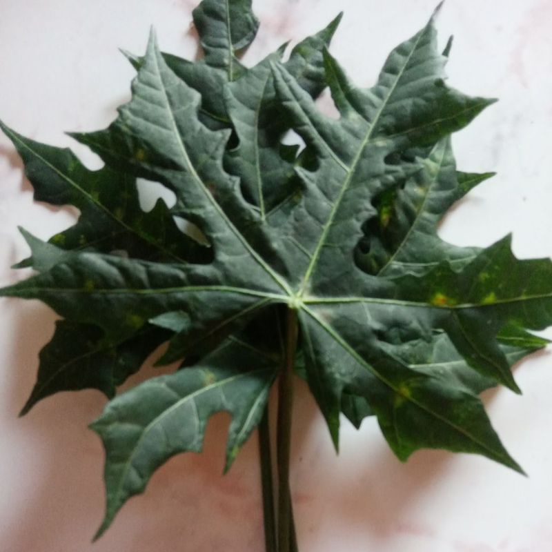 

Daun pepaya jepang 25pcs