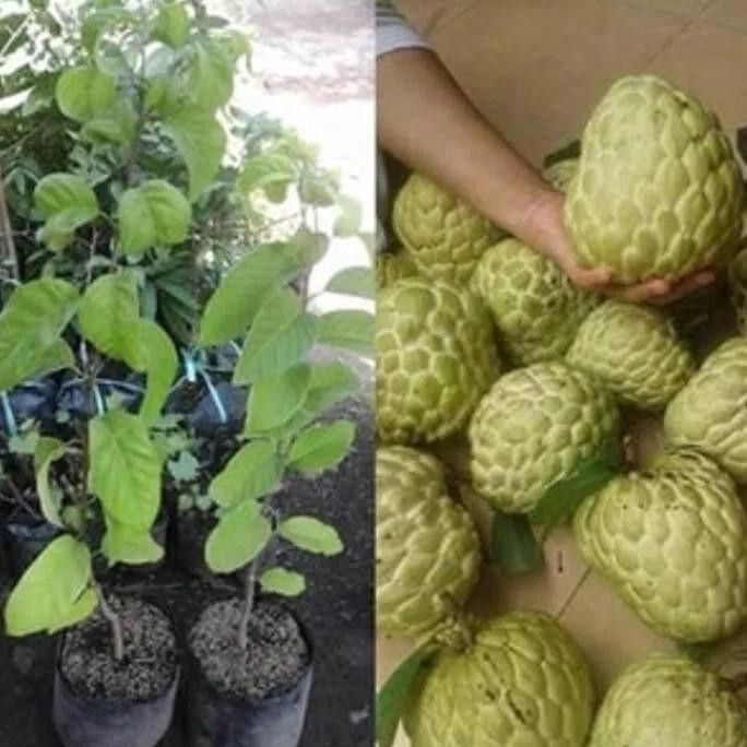 BIBIT TANAMAN BUAH SRIKAYA JUMBO MADU BIBIT TANAMAN