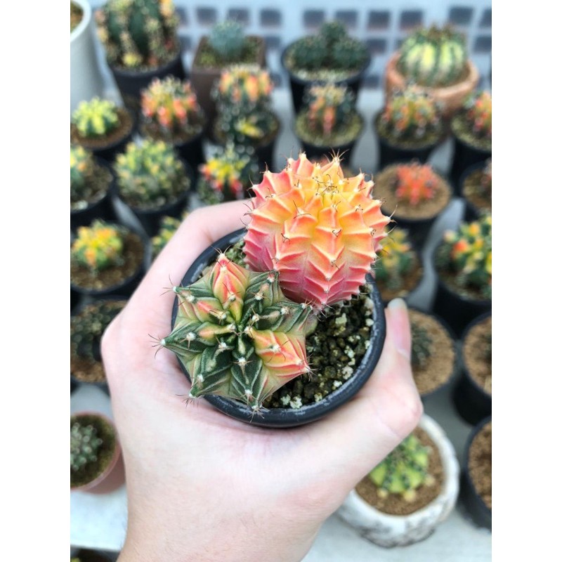 Gymnocalycium Mihanovichii “Starfire”