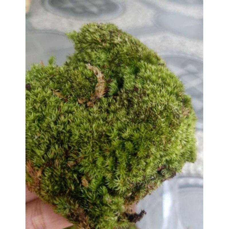 LUMUT HIDUP/LUMUT HUTAN/LIVING MOSS 1.Kg