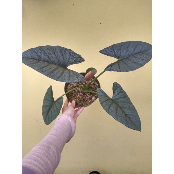 Alocasia Reginae Silver
