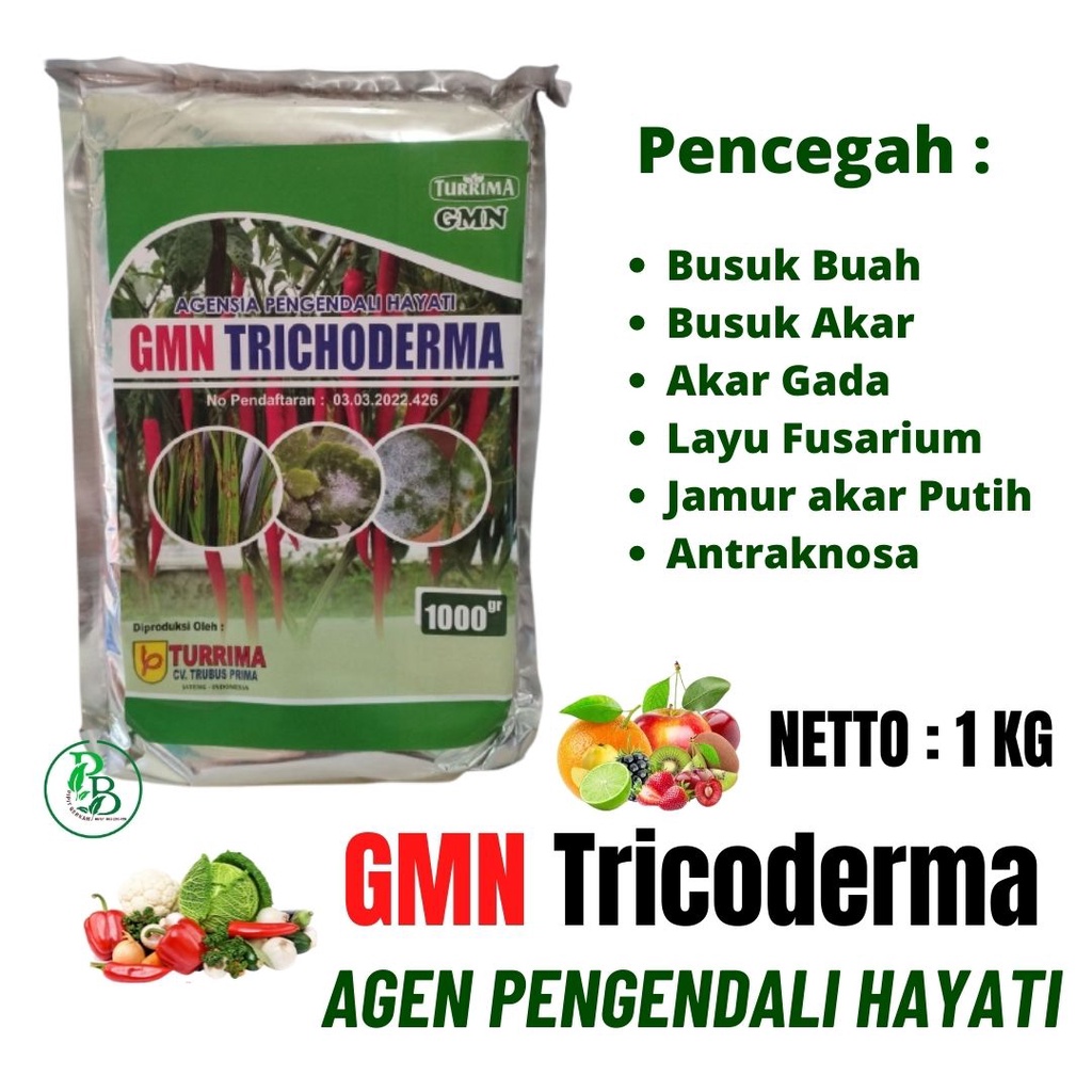 TRICHODERMA Pupuk untuk jahe merah, nutrisi fungisida Hayati Tricoderma Harzianum tanaman jahe Lebat