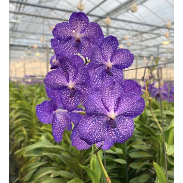 Tanaman hias hidup anggrek dendrobium-anggrek-bunga anggrek hidup-anggrek dendrobium-bunga hidup