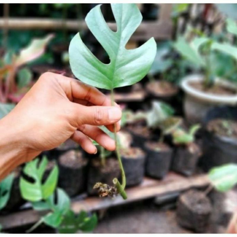 bibit monstera tetasperma minima monstera mini