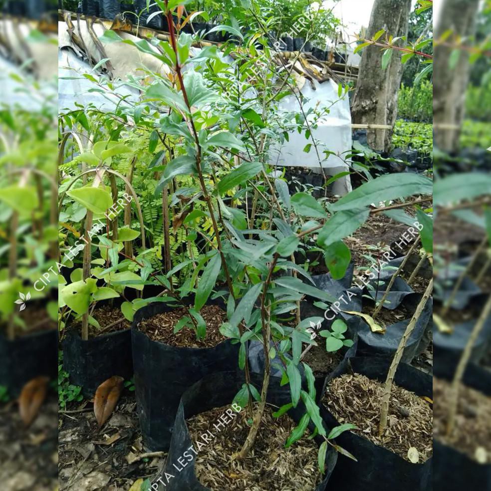 JU4L BIBIT DELIMA HITAM POHON DELIMA HITAM BIBIT BUAH DELIMA HITAM POHON BUAH DELIMA HITAM