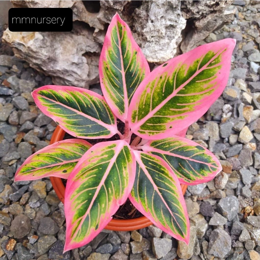 Aglonema Lotus Delight Premium Grade Produk Perfect No Deffect Akar Gondrong / Tanaman Aglaonema Hia