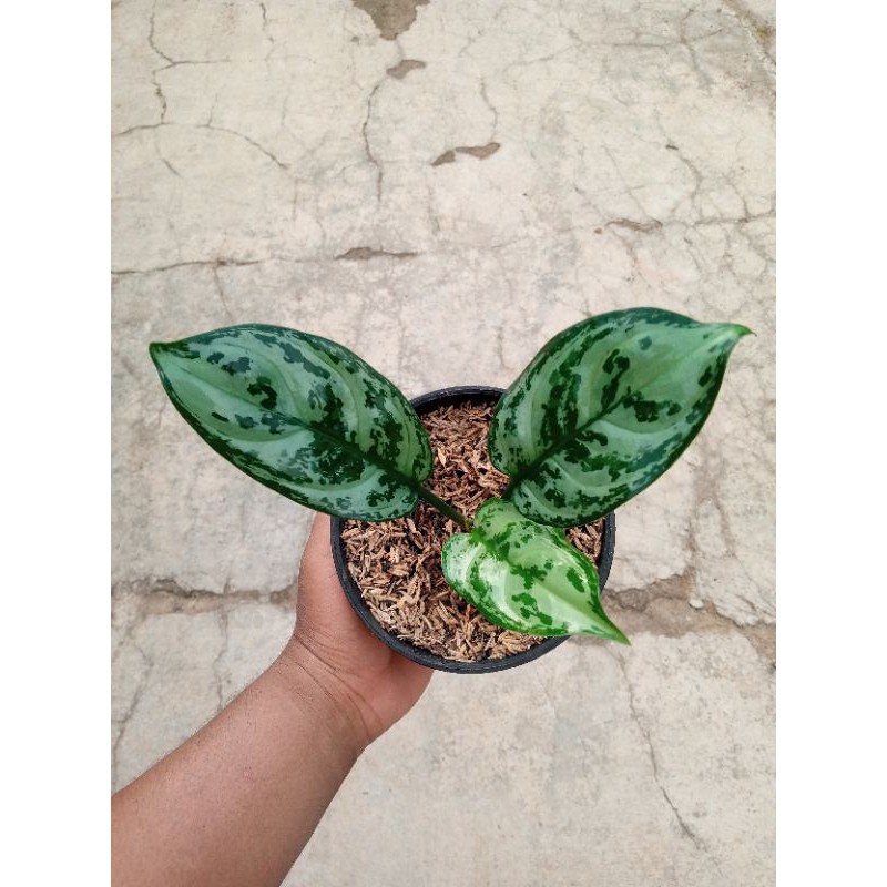 Aglonema Green Compacta