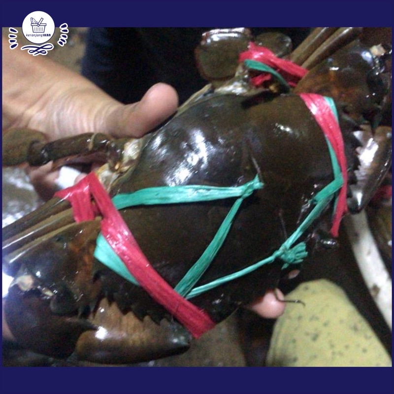 

Kepiting Mati Segar 1kg