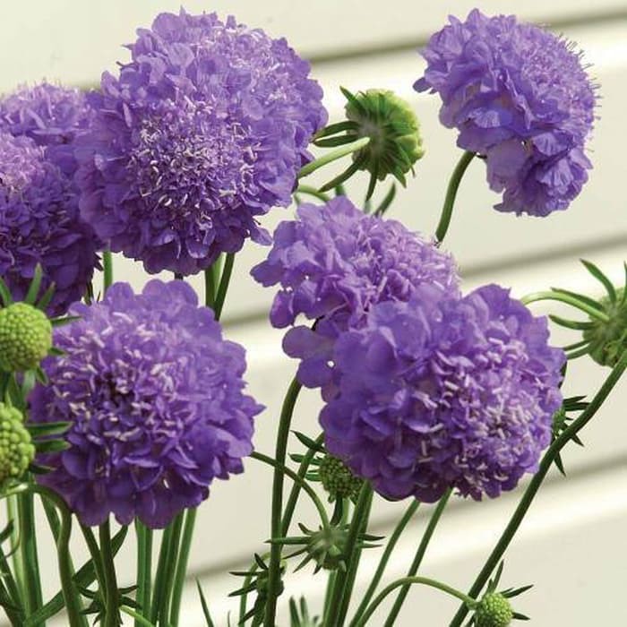 Benih Bibit Biji - Bunga Scabious Musical Prelude Flower Seeds - IMPORT