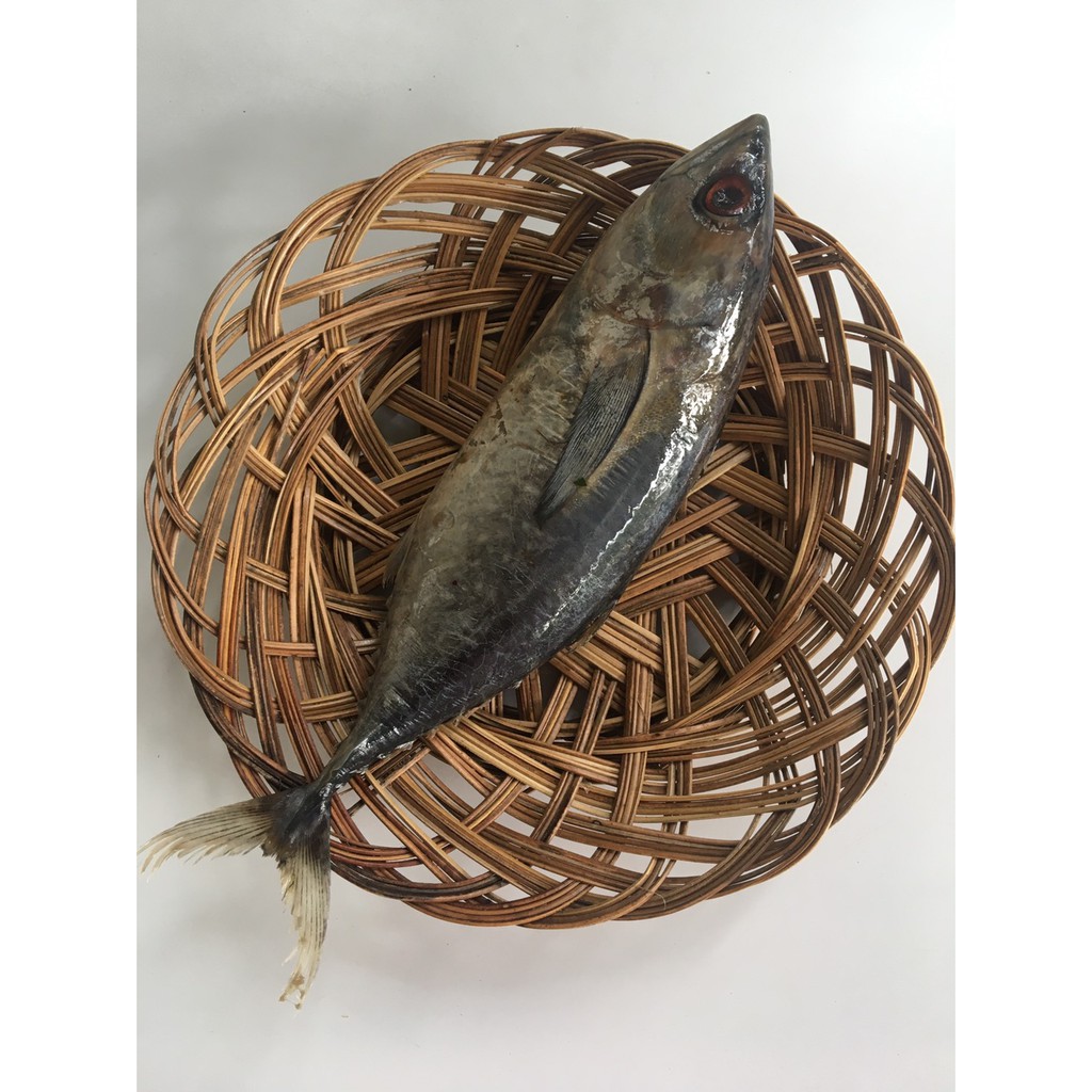 

Ikan Tongkol Cakalang 1 Ekor