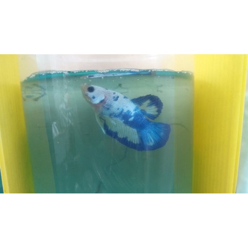 cupang/bluepanda/indukan/jantan