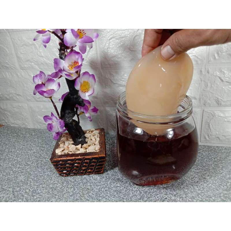 SCOOBY JAMUR KOMBUCHA