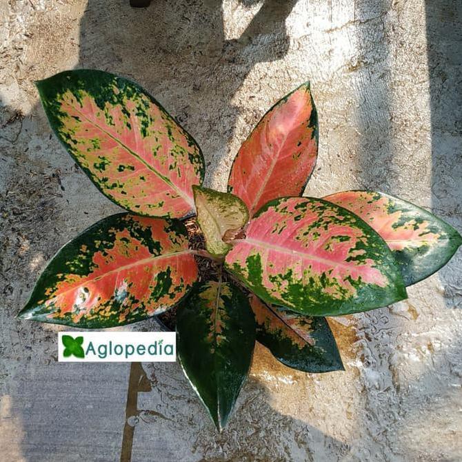 Aglonema Kochin Paramuay⠀⠀⠀⠀⠀⠀⠀⠀⠀⠀