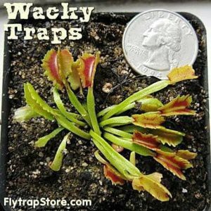 Dijual Dijual Vft Wacky Traps Diskon Berkualitas