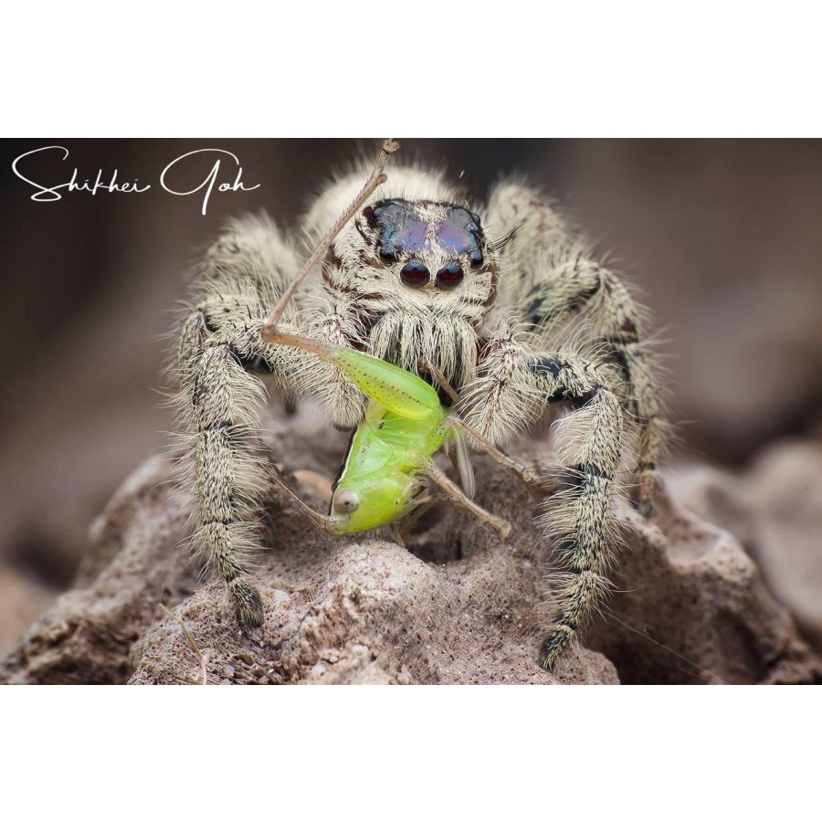 Hyllus Diardi (Jumping Spider) female