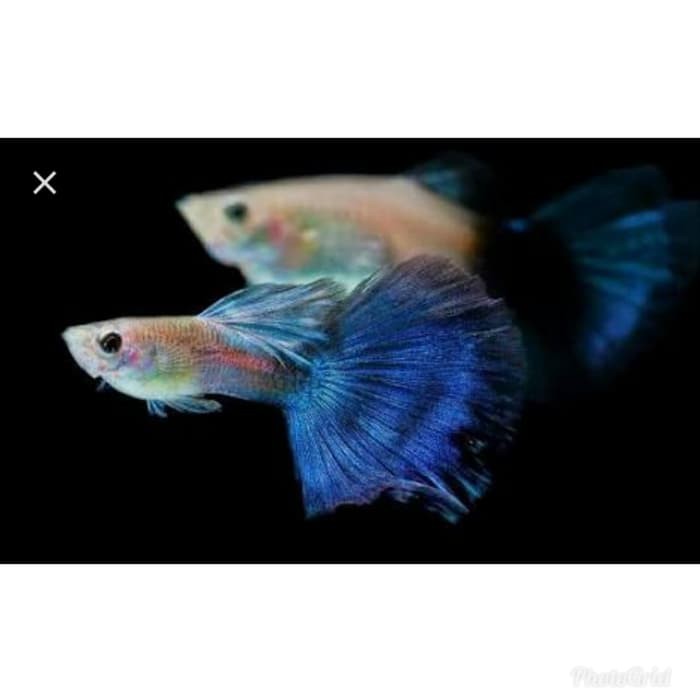 Perawatan Hewan Makanan Anjing Makanan Kelinci Ikan Hias Guppy